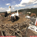 13_20-nest.jpg