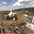 13_25-nest.jpg