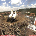 13_40-nest.jpg