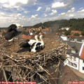 13_50-nest.jpg