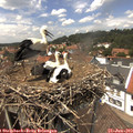 13_55-nest.jpg