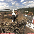 14_00-nest.jpg