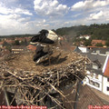 14_05-nest.jpg
