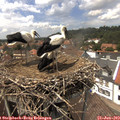 14_10-nest.jpg