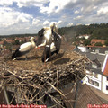 14_15-nest.jpg