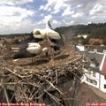 14_20-nest.jpg