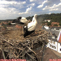 14_25-nest.jpg