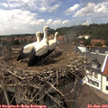 14_30-nest.jpg