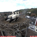 14_35-nest.jpg