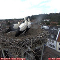 14_40-nest.jpg