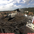 14_45-nest.jpg