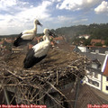 14_50-nest.jpg