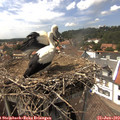 14_55-nest.jpg