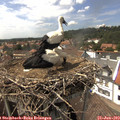 15_00-nest.jpg