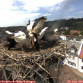 15_10-nest.jpg