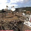 15_15-nest.jpg
