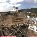 15_20-nest.jpg