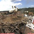 15_25-nest.jpg