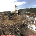 15_30-nest.jpg
