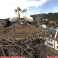 15_35-nest.jpg