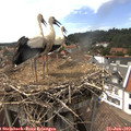 15_40-nest.jpg
