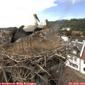 15_45-nest.jpg