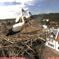15_50-nest.jpg