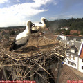 15_55-nest.jpg