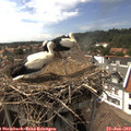 16_00-nest.jpg