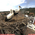 16_05-nest.jpg