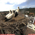 16_10-nest.jpg