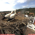 16_15-nest.jpg