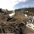 16_20-nest.jpg
