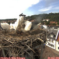 16_25-nest.jpg