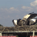 16_30-mast.jpg