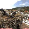 16_30-nest.jpg