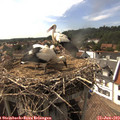 16_35-nest.jpg