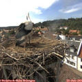 16_40-nest.jpg