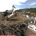 16_45-nest.jpg