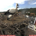 16_50-nest.jpg