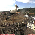 16_55-nest.jpg