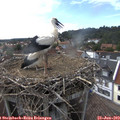17_00-nest.jpg