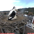 17_05-nest.jpg