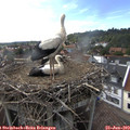 17_10-nest.jpg