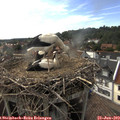 17_15-nest.jpg