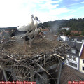 17_20-nest.jpg
