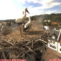 17_25-nest.jpg
