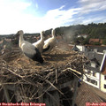 17_30-nest.jpg