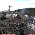 17_35-nest.jpg