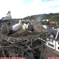 17_40-nest.jpg
